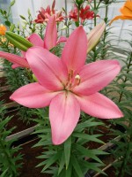 [5101 Francesca VH No01.JPG]